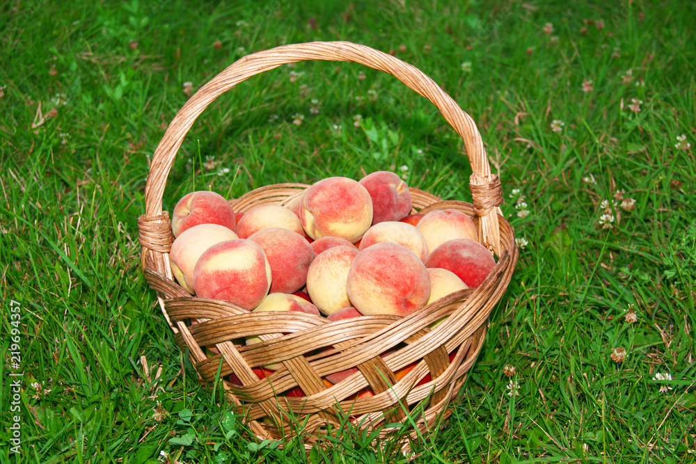 Healthy organic peaches in wooden basket in summer grass. Many fresh peaches in nature. Wicker basket full of peaches in orchard. Healthy organic peaches in wooden basket in summer grass. Many fresh peaches in nature. Wicker basket full of peaches in orchard.