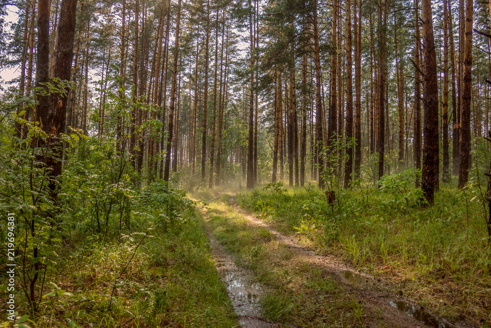 Wet path in the forest after the summer rain.