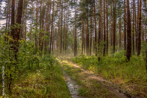 Wet path in the forest after the summer rain. © mihrzn