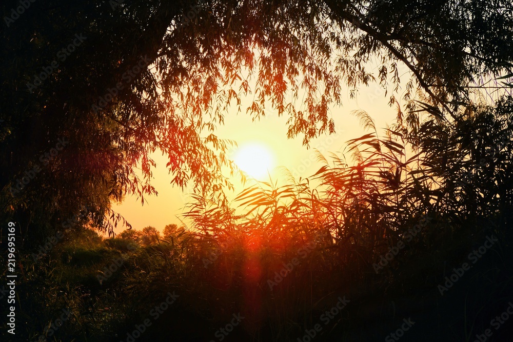 Sunset sky dark landscape with frame from trees Sunset sky dark landscape with frame from trees