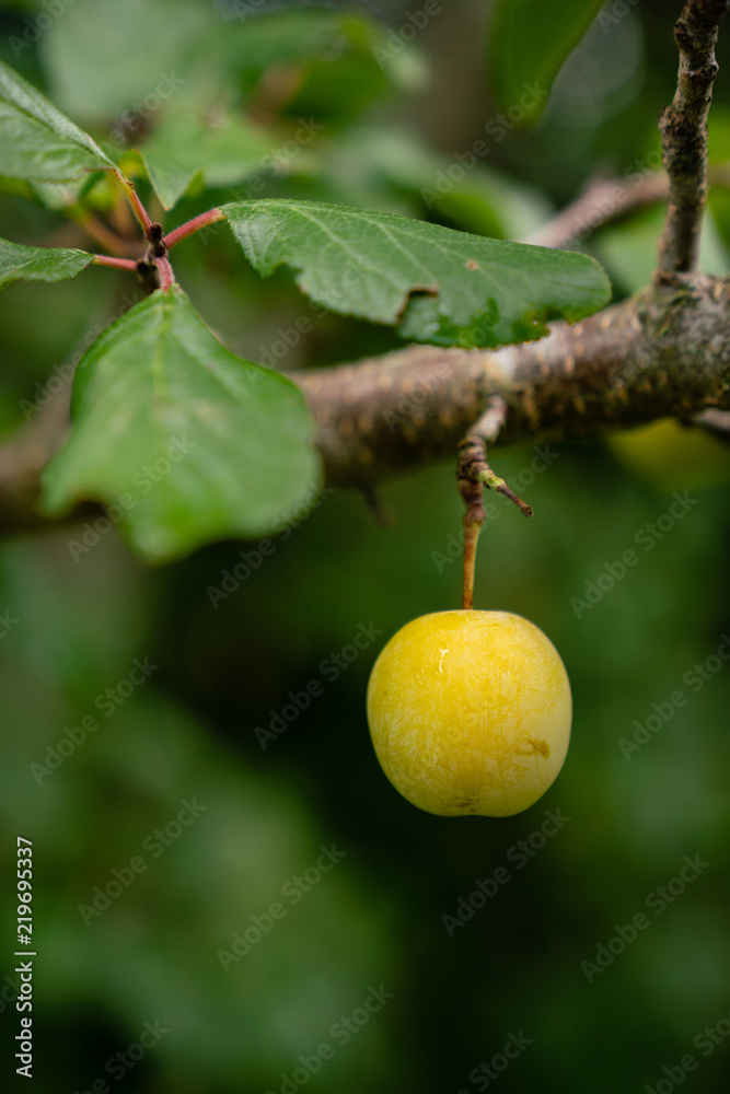 Yellow plum in shallow depth of field