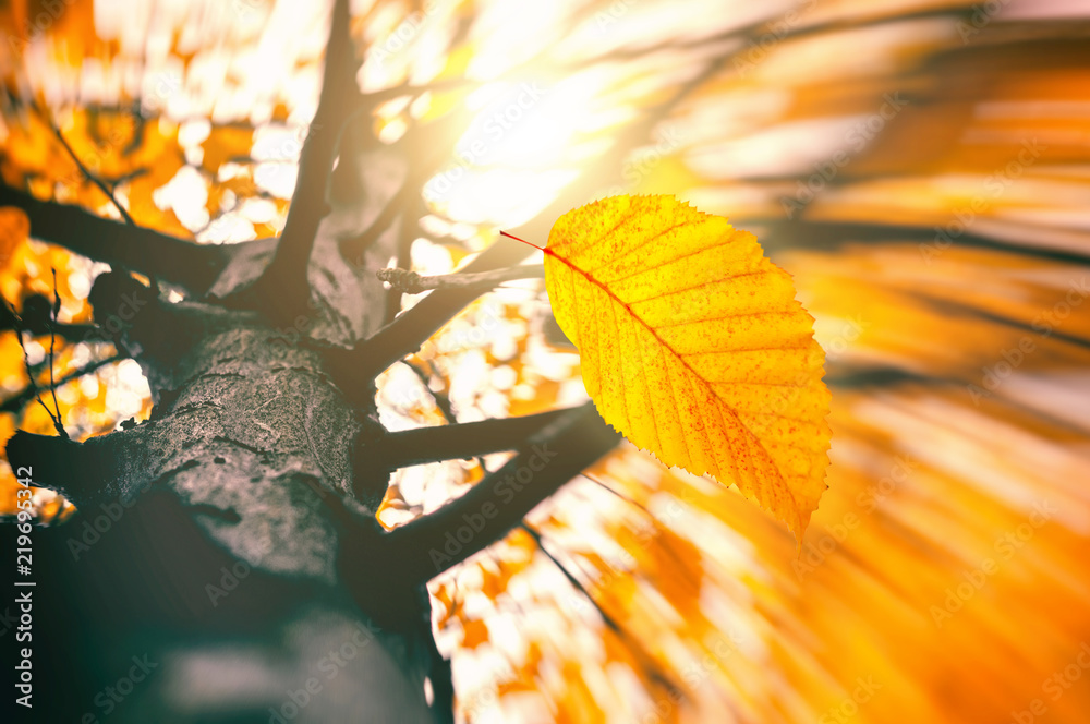 Leaves Falling From Tree Wallpaper