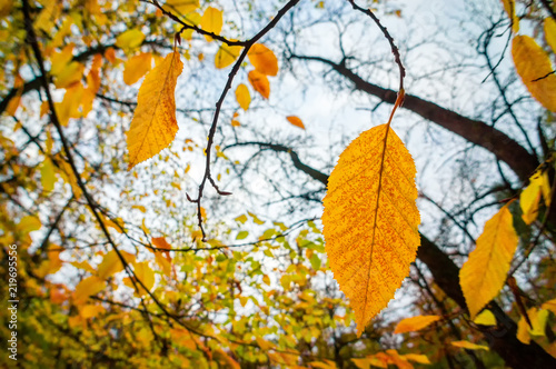 Yellow leaves on the tree with a single leaf in focus. Autumn background. Fall in the middle of autumn