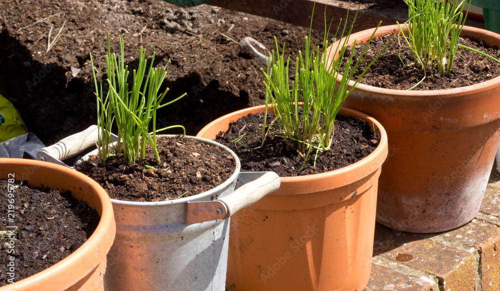 Chives growing in pots Chives growing in pots