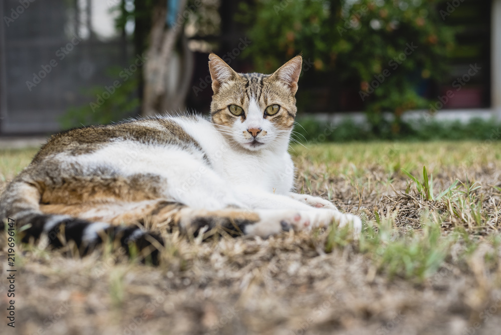 Independent and lazy street cats. Independent and lazy street cats.