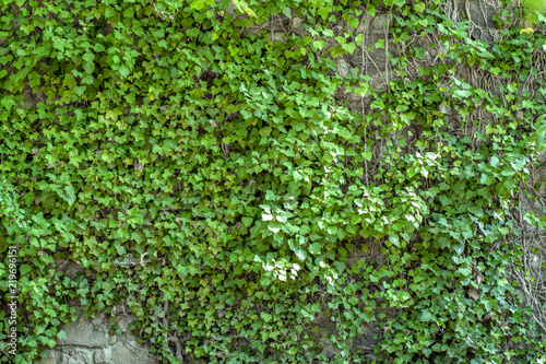 A stone wall overgrown with a vine