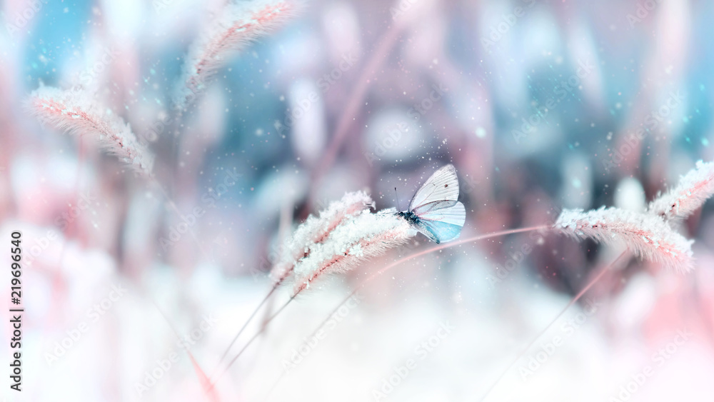 Naklejka premium Piękny motyl w śniegu na dzikiej trawie na niebieskim i różowym tle. Śnieg. Artystyczny zimowy Boże Narodzenie naturalny obraz. Selektywna i miękka ostrość.