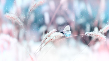 Beautiful butterfly in the snow on the wild grass on a blue and pink background. Snowing. Artistic winter christmas natural image. Selective and soft focus.