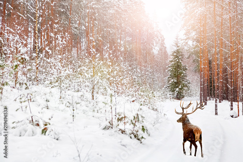 Noble deer in winter fairy forest.  Winter Christmas holiday image. © delbars