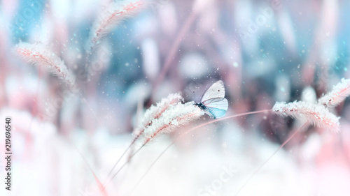 Beautiful butterfly in the snow on the wild grass on a blue and pink background. Snowing. Artistic winter christmas natural image. Selective and soft focus.