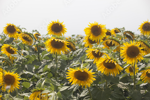 Fototapeta Naklejka Na Ścianę i Meble -  Colorful sunflower field and wind
