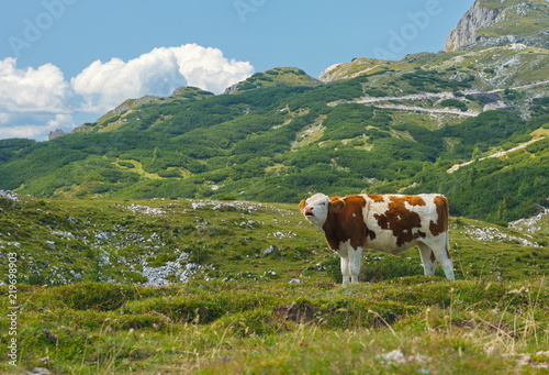 Kühe auf der Alm © Schlegelfotos