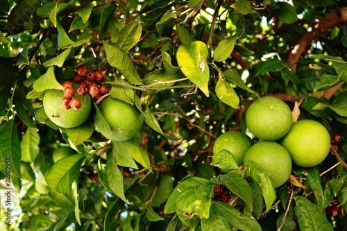 Orange on tree