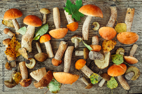 Variety of uncooked wild forest mushrooms yellow boletus, birch mushrooms, russules over dark textured rusty background. Rustic style, natural day light. Top view, food background concept