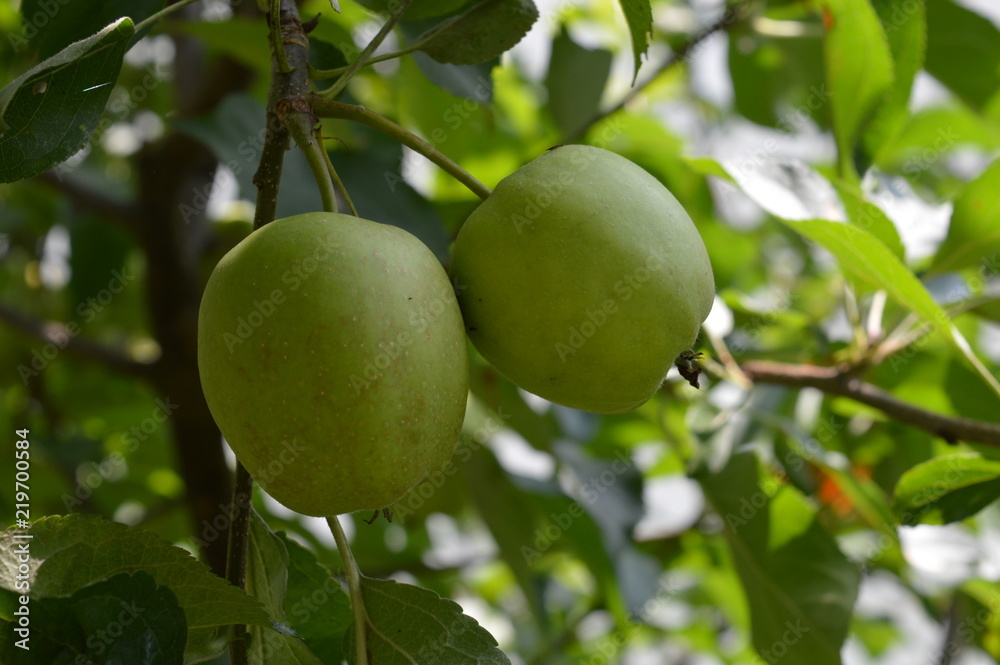 apples on the tree
