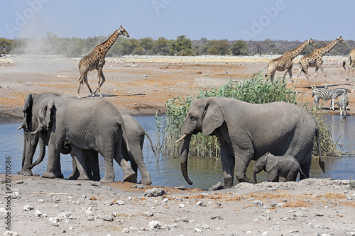 Elefantenherde (loxodonta africana) im Wasserloch Chudob im Etosha Nationalpark in Namibia photo