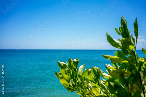 tree and full frame ocean view with blue sky © DSGNSR