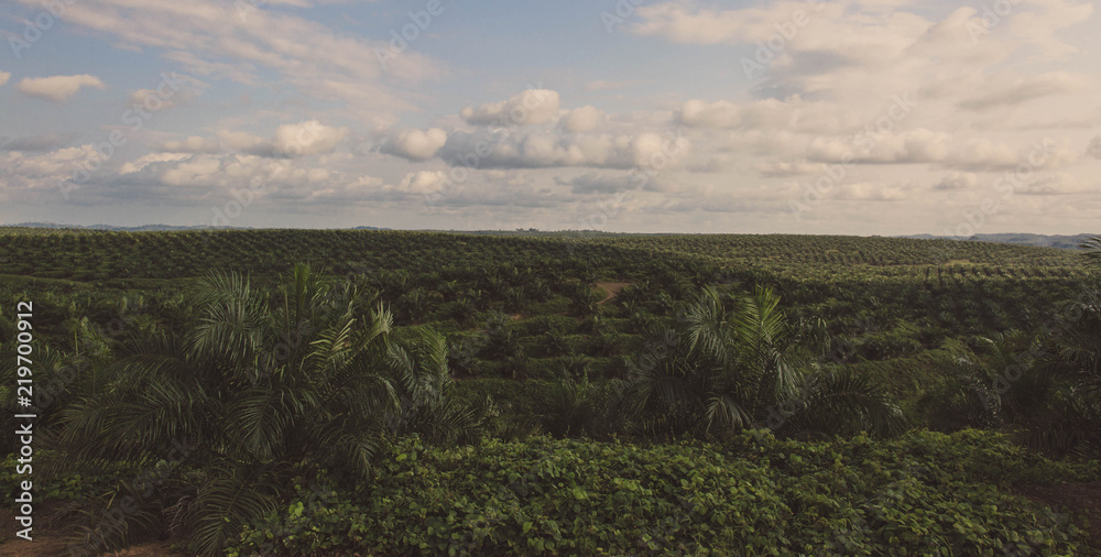Obraz premium Plantation Field
