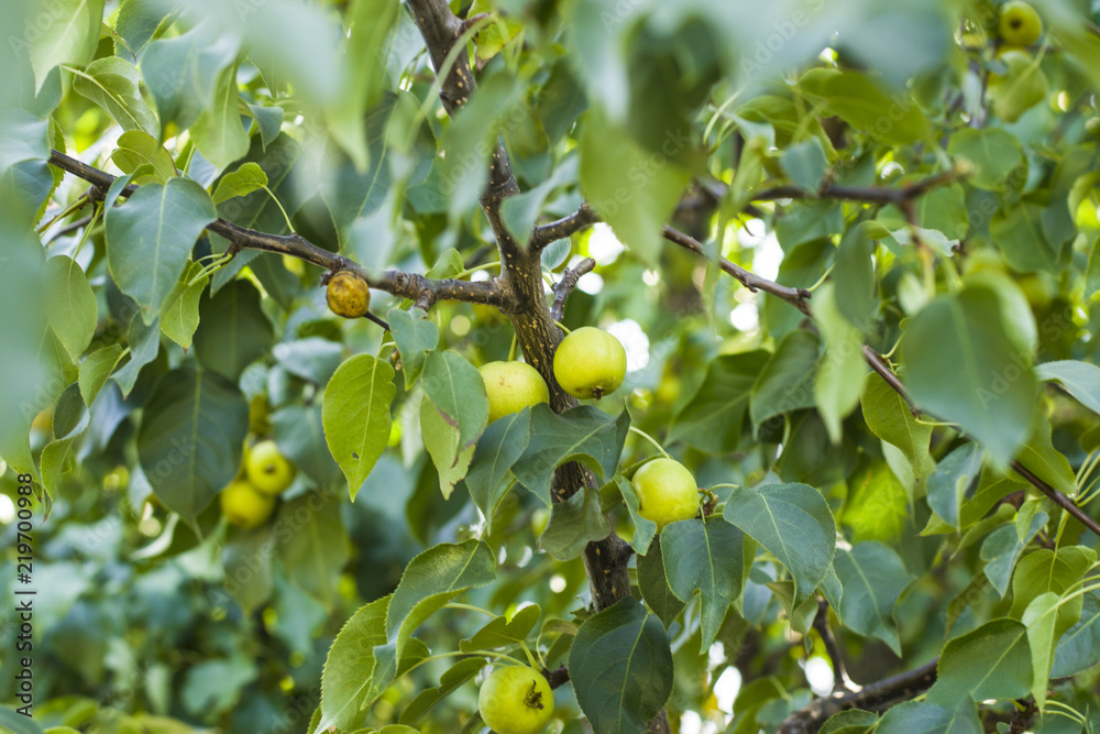 Apple tree with green leaves and apples in late summer and early autumn. Apple tree with green leaves and apples in late summer and early autumn.