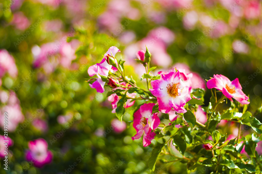 Beautiful pink and white flowers and green leaves in the Park are used as the background.