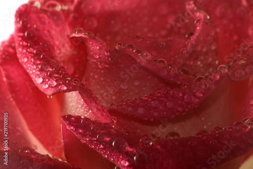 isolated image of flowers with drops closeup