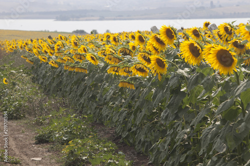 Fototapeta Naklejka Na Ścianę i Meble -  Colorful sunflower field and wind
