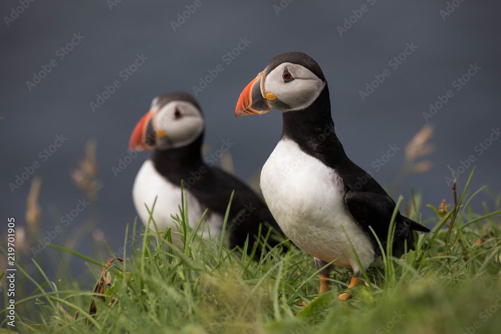 Adorable and cute Atlantic puffins on Mykines in the Faroe Islands Adorable and cute Atlantic puffins on Mykines in the Faroe Islands