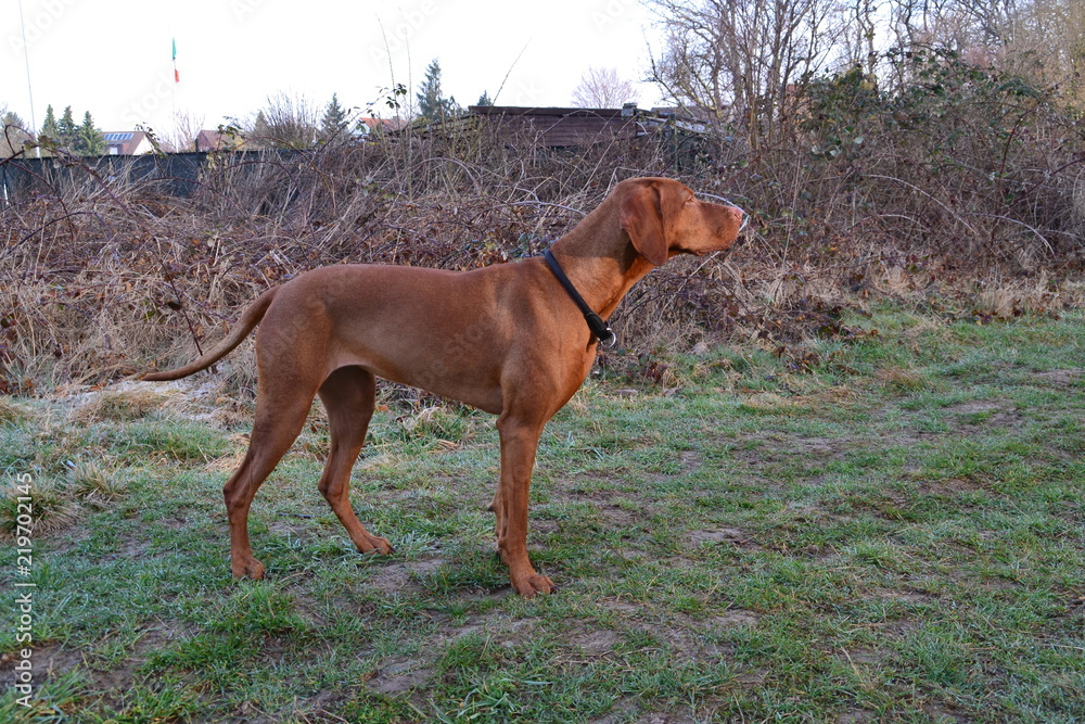 Vizsla_1