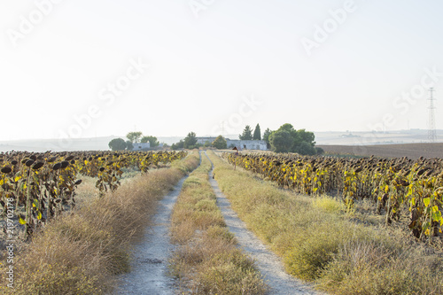 Camino rural entre campos de girasol