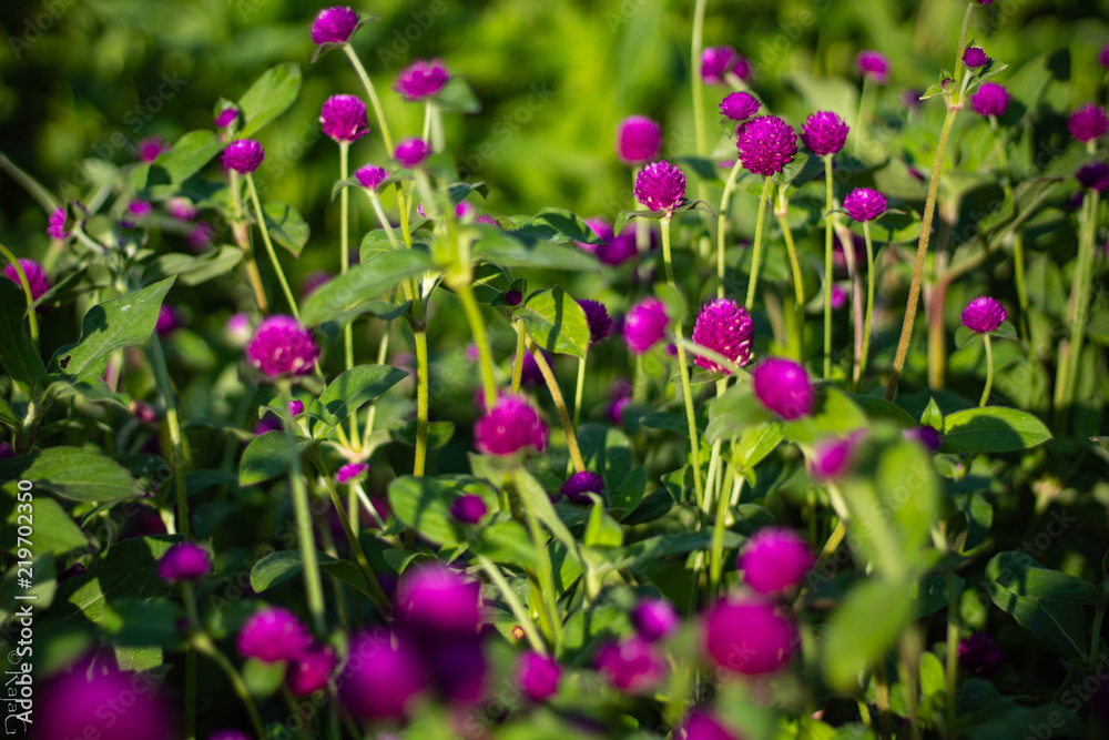 organic violet organic violet