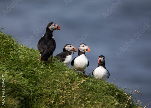 Adorable and cute Atlantic puffins on Mykines in the Faroe Islands