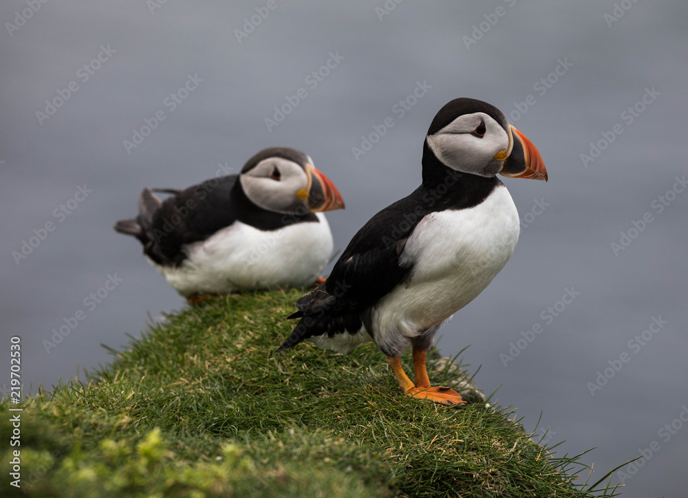 Fototapeta premium Adorable and cute Atlantic puffins on Mykines in the Faroe Islands