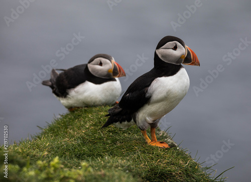 Adorable and cute Atlantic puffins on Mykines in the Faroe Islands © evenfh