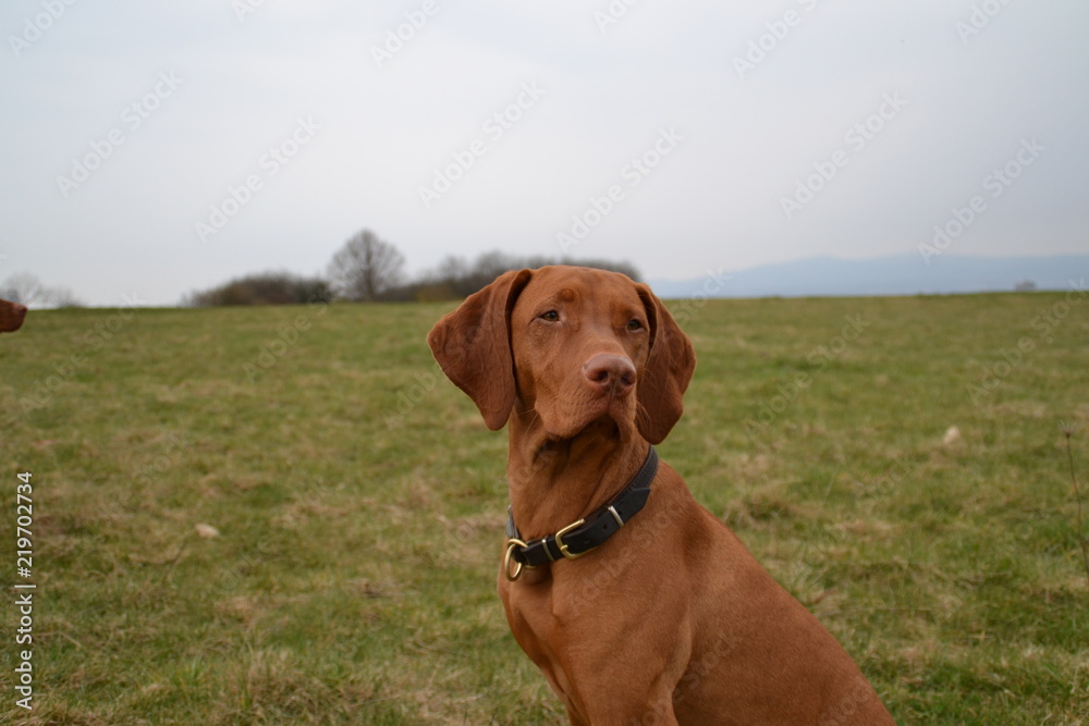 Vizsla18