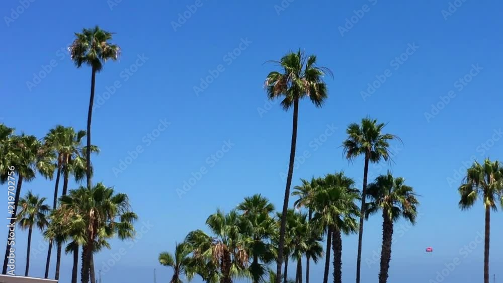 Palm trees blowing against a clear blue sky with copy space Palm trees blowing against a clear blue sky with copy space