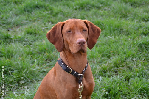 Vizsla12