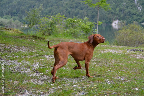 Vizsla5
