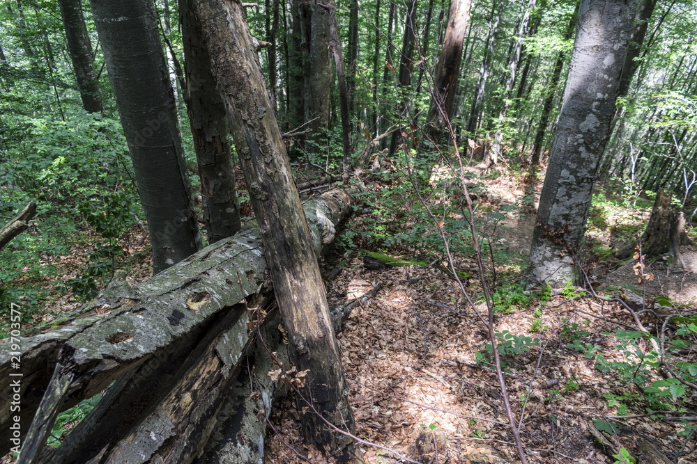 Fototapeta premium Fallen tree after a powerful lightning on the way to Kozya stena hut. The mountain in the central Balkan astonishes with its beauty, fresh air and magnetism.