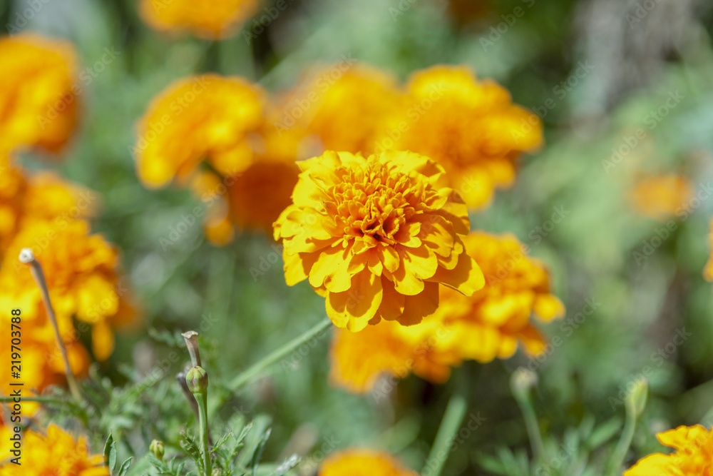 a dwarf mariegold (studentinblume) in a garden a dwarf mariegold (studentinblume) in a garden