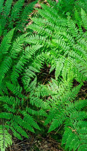 Beautyful ferns leaves green foliage in the forest background.