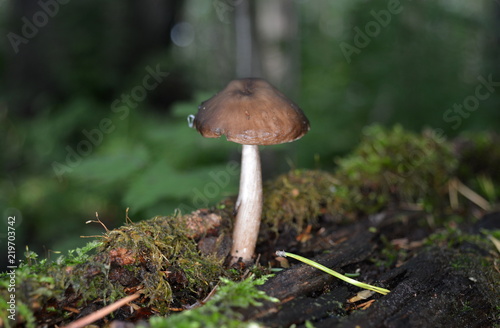 Mushroom with a brown hat on a thin leg grows on an old fallen tree