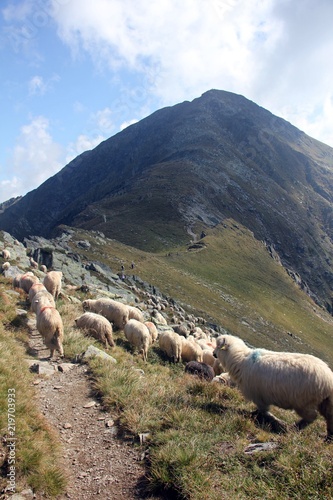 Sheep grazing high in the mountains 