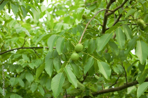 Branch on walnut tree.Detail of unripe fruit of walnut.Juglans regia/Jovis glans. Fruits and leaves of walnut. Nuts support brain activity. photo