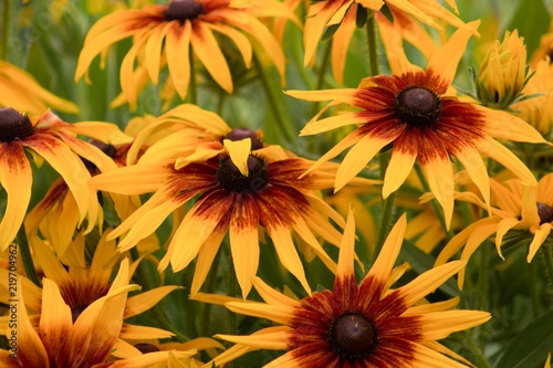 Rudbeckia hirta Cappuccino Black eyed Susan.Summer nature - background with yellow flowers - Rudbeckia hirta.