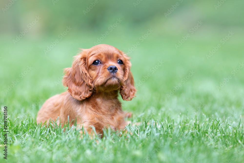 Puppy lying on the grass in the garden Puppy lying on the grass in the garden