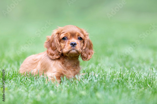 Puppy lying on the grass in the garden © AnnaFotyma