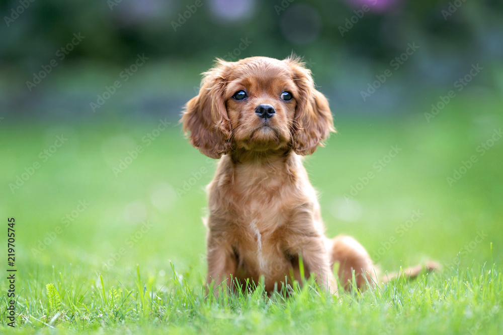 Fototapeta premium Puppy sitting on the green grass