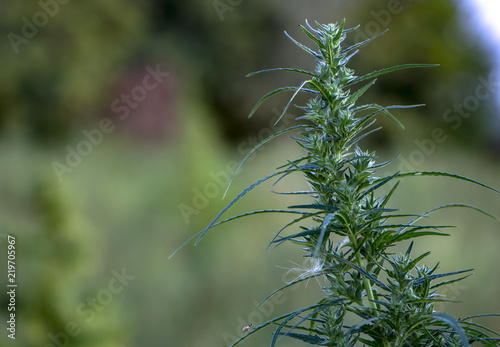 A sprig of cannabis with seeds, and beautiful green leaves.