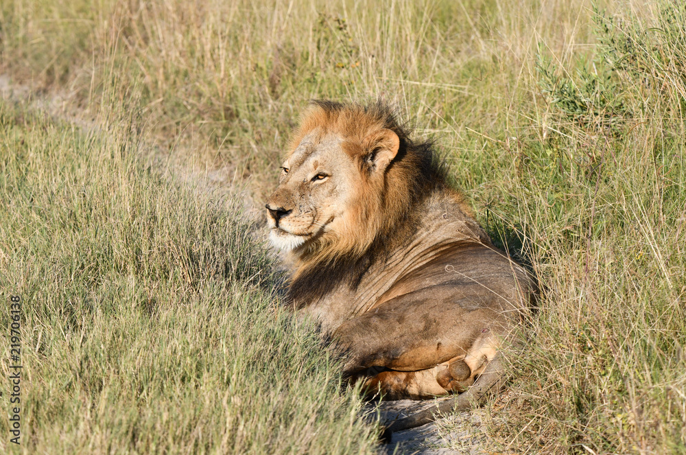 Löwe in Botswana - Moremi Reserve im Okavango Delta Löwe in Botswana - Moremi Reserve im Okavango Delta