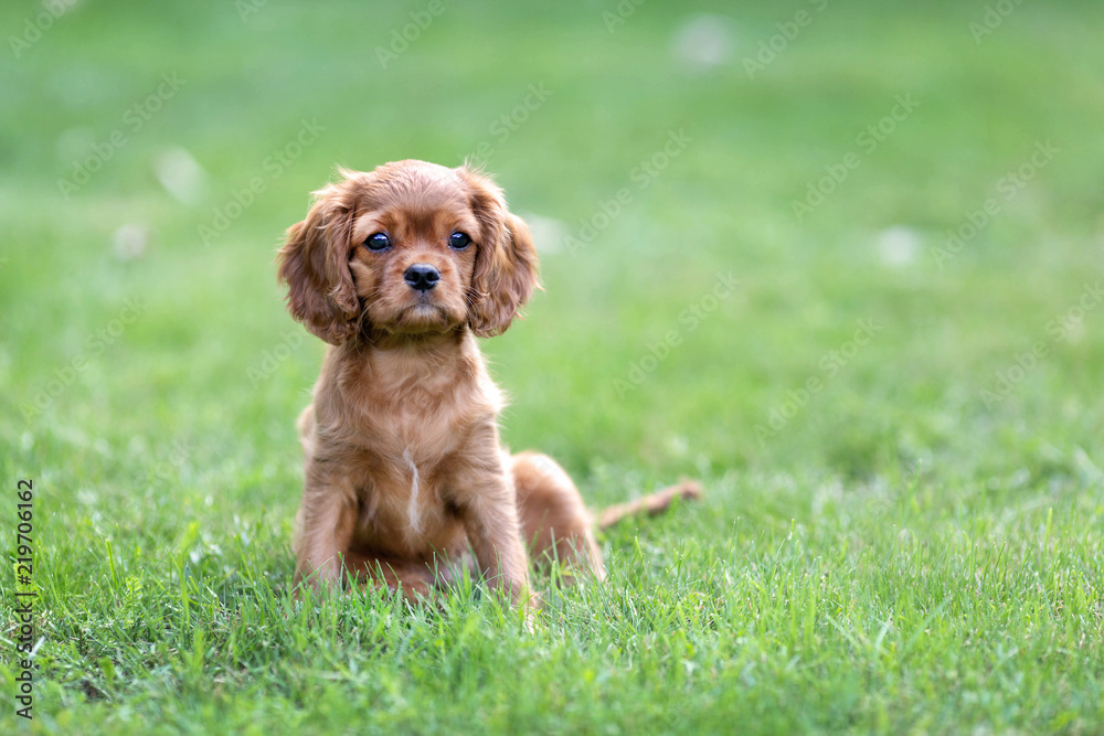 Fototapeta premium Puppy sitting on the green grass